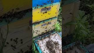 Кассетно-корпусной улей мёд с гречки до 60 кг #пчеловодство #пчелаглу #bee
