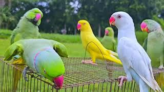 Parrot Natural Sounds - Parrot Talking