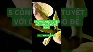 5 CÔNG DỤNG TUYỆT VỜI CỦA LÁ BỒ ĐỀ NHỎ