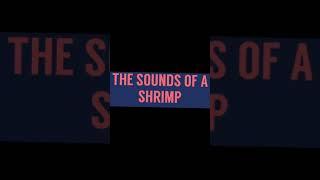 SHRIMP SOUNDS FUNNY #Shorts 