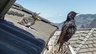 Starling chicks lose to poor nest location