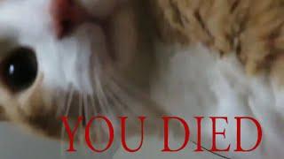 You Died Meme Cat