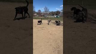 Wolf goes to Dog Park ! FOLLOW for More ! #wolf #wolves #dogs #dogtrainer #puppy #puppies #dogshorts