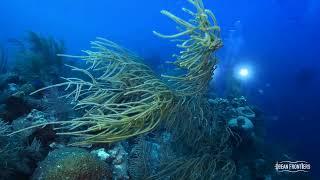 Scuba Diving at Babylon with Ocean Frontiers