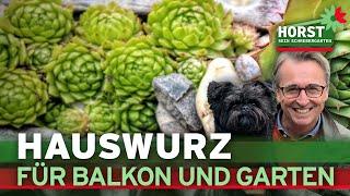 Hauswurz für Balkon und Garten | Horst sein Schrebergarten