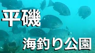 平磯海づり公園　釣り場の水中映像