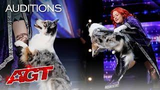 Adorable Dog Performs Incredible Tricks With Trainer - America's Got Talent 2020