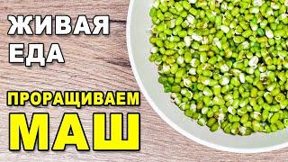 Как прорастить маш – делаем проростки бобов мунг. Живая еда: полезные ростки микрозелени для пп