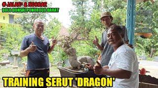 Review koleksi bonsai mbah Dar/Pebonsai Senior Ponorogo#Serut Istimewa