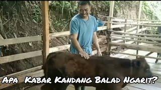 Apa Kabar Kandang Balad Ngarit ???  @Sapi Balad Ngarit