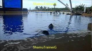 Orca Training~Loro Parque