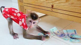 Monkey Pupu was excited when he picked up dropped money .