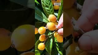 Subtropical Evergreen Fruit (LOQUAT) Windy Day in Sacramento