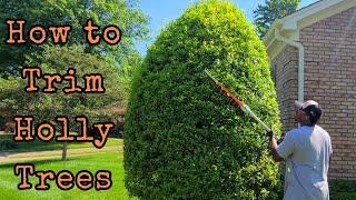 How to trim Holly Trees