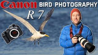 Canon R7 Seabird Photography: Success & Fail at the same time?!