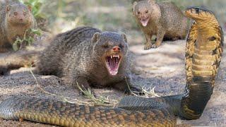 Dwarf mongooses are little tamers of big snakes! Bold and organized predators!