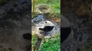 Panda core  It takes away the day’s fatigue #fyp #panda #tiktok #happy #funnypanda #cute #love