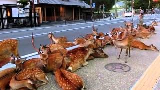 Horde of deer occupying the road at Nara. 奈良公園の鹿達、道路を占領して涼を取る