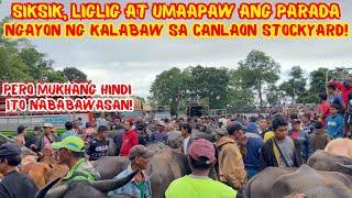 SIKSIK, LIGLIG AT UMAAPAW ANG PARADA NGAYON NG KALABAW SA CANLAON STOCKYARD! | SOLLE'S GANDANG BUHAY