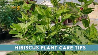 गुड़हल के पौधे की देखभाल कैसे करें, गमले में कैसे लगाए फूल कैसे पायें | Hibiscus Plant Care In Hindi