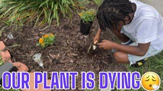 Our Cranberry Hibiscus  Plant Needed Some Care | Planting Merigolds w/ Mister B | Authentic Benny