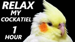 Relax Your Cockatiel | Calming Music for Cockatiels