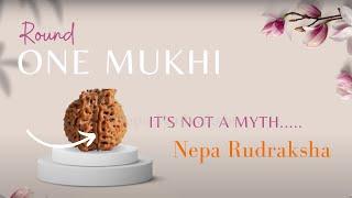 The 1 Mukhi Rudraksha from Nepal | Everything You Need to Know About the World's Rarest Rudraksha