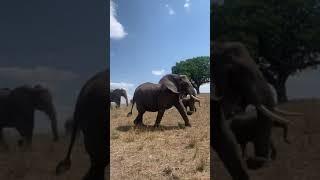 Up-close with the giants of Tarangire!