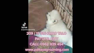 PATTAYA PET FANCY DRESS WEAR SHOP, DOG FANCY WEAR, CAT FANCY DRESSES, TEE SHIRTS, PET COSTUMES.