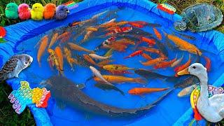 Catch big colorful fish in the pond, koi fish, catfish, ornamental fish, betta fish, duck.part869