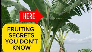 HOW TO KNOW WHEN YOUR BANANA FARM IS READY TO BEAR FRUIT. #banana