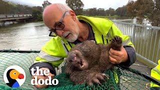 Stranded Wombat Desperately Needs Help After River Flood | The Dodo