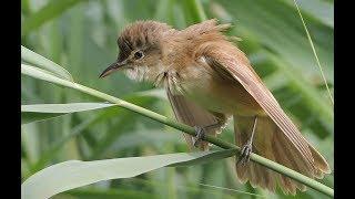 Great Reed Warbler- close ups