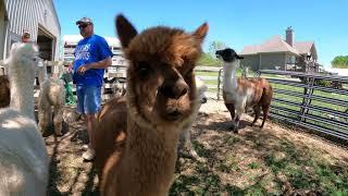 Timber View Alpaca Farm | Paola KS