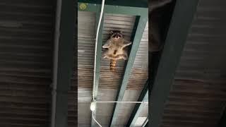 Агент Енот