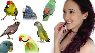 TOP 10 MOST UNDERRATED PARROTS | Great Parrots for A Beginner