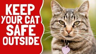 Outdoor Dangers for Cats and How To Keep Them Safe