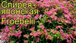 Спирея японская Фробели. Краткий обзор, описание характеристик spiraea japonica Froebelii