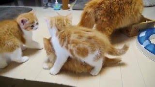 A cat mom hugs her kittens (munchkin)