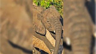 Baby Elephant Tangles with Tree