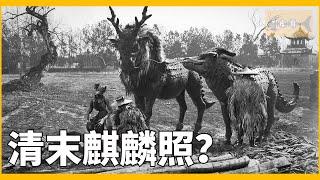 麒麟存在嗎？清朝末年驚現麒麟照，拍到的是什麼鬼？|Kirin Exists, CC, 高清