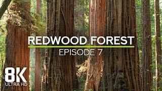 Soothing Ambience of Majestic Redwood Forest - Birds Chirping & Wind Sound - 8K Echoes of Ages - #7