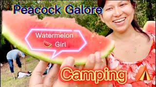 Watermelon girl ll Peacock Galore ll Camping at Yarralen retreat ll part 2