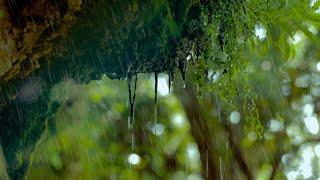 Regen in der Natur: Regengeräusche zum Einschlafen (6 Stunden) Naturgeräusche in 4K