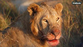 SafariLIVE Sunrise - 12 April 2025