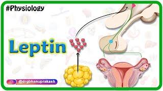 Physiology of Leptin Animation: USMLE Step 1