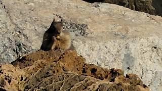 Big Chungus the Squirrels chows down on some nuts (cute) - Boomshackle