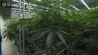 Inside White Earth Nation's Cannabis Grow Facility & Dispensary | 1-Yr. of MN Marijuana Legalization