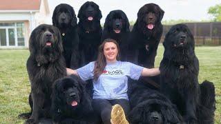 10 Questions with a Newfoundland Dog Owner