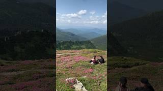 Like red rue blooms on the Chornohirsky ridge in the Carpathians #garden